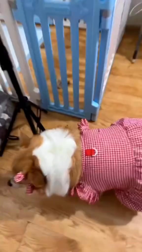 [🆕🇻🇳] Master Pet Grooming Spa & Hotel – Chăm sóc và làm đẹp cho thú cưng 🐶🦜 Top1Pets 🐱🐠  , shares-0✔️ , likes-0❤️️ , date-🐶🐱🇻🇳🇻🇳🇻🇳📰🆕