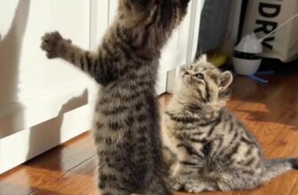 [🆕🇻🇳] Pet Lovers Việt Nam 🐶🦜 Top1Pets 🐱🐠 Một mèo đẹp là tài sản của gia đình!  #MèoĐẹp #GiaĐìnhHạnhPhúc #MèoYêu #MeowMeow #CatsOfInstagram , shares-0✔️ , likes-0❤️️ , date-2023-07-17 01:00:06🐶🐱🇻🇳🇻🇳🇻🇳📰🆕