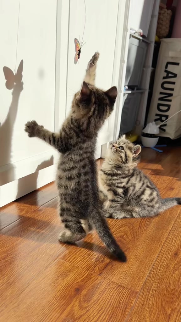 [🆕🇻🇳] Pet Lovers Việt Nam 🐶🦜 Top1Pets 🐱🐠 Cuộc sống trở nên sôi động hơn với một chú mèo nhà!  #MèoNhà #CuộcSốngSôiĐộng #MèoYêu #MeowMeow #CatLover , shares-0✔️ , likes-2❤️️ , date-2023-07-18 01:00:06🐶🐱🇻🇳🇻🇳🇻🇳📰🆕