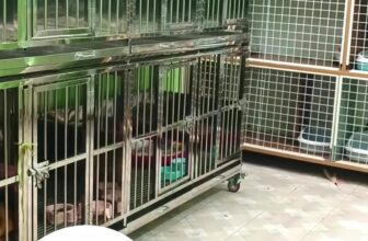 [🆕🇻🇳] Poppy Pet – Phụ kiện, Spa, Phòng Khám Thú Y Long Biên 🐶🦜 Top1Pets 🐱🐠  , shares-0✔️ , likes-0❤️️ , date-🐶🐱🇻🇳🇻🇳🇻🇳📰🆕