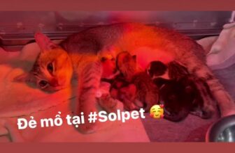 [🆕🇻🇳] Bệnh viện thú y Solpet Trần Khát Chân (522 Trần Khát Chân) 🐶🦜 Top1Pets 🐱🐠 Bé mèo mang bầu ở tuổi dậy thì nên không thể mở khớp bán động háng, dẫn tới thai bị kẹt ở lỗ chậu, phải can thiệp đẻ mổ, trộm vía các cháu khoẻ mạnh  , shares-0✔️ , likes-8❤️️ , date-2024-02-29 18:57:21🐶🐱🇻🇳🇻🇳🇻🇳📰🆕