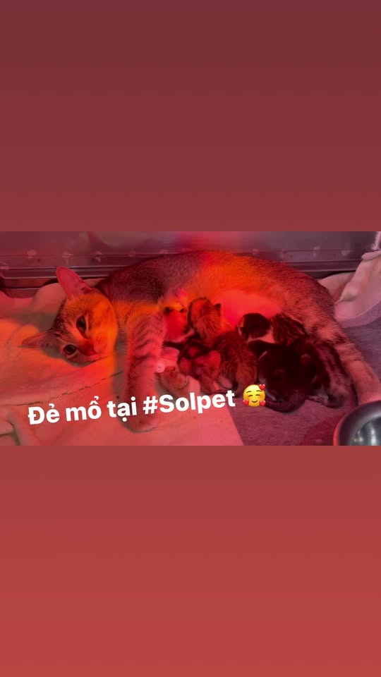 [🆕🇻🇳] Phòng khám thú cảnh & spa MyVet  🐶🦜 Top1Pets 🐱🐠 Đầu năm các cháu khai xuân vật vã
, shares-0✔️ , likes-13❤️️ , date-2024-02-29 18:35:02🐶🐱🇻🇳🇻🇳🇻🇳📰🆕