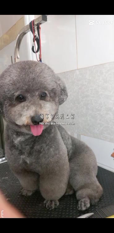 [🆕🇻🇳] TotoPet – Chuyên Đưa đón cắt tạo kiểu cho thú cưng 🐶🦜 Top1Pets 🐱🐠 Tiệm Nhà ToTo PetChuyên cung cấp dịch vụ: Tắm Vệ Sinh & Cắt Tỉa Lông Tạo Kiểu cho Thú Cưng với Mức Giá Tốt Nhất TPHCM.Ba Mẹ có nhu cầu làm đẹp cho co , shares-0✔️ , likes-0❤️️ , date-2024-03-12 19:23:21🐶🐱🇻🇳🇻🇳🇻🇳📰🆕