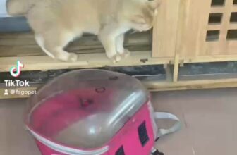 [🆕🇻🇳] Fagopet.vn – Khách Sạn Thú Cưng Tiêu Chuẩn 5 Sao 🐶🦜 Top1Pets 🐱🐠 Hihi, Lại Báo Bà Già Roài
#khachsanchomeo #pethotel #khachsanthucung
—–
Fago Pet – Chuyên các sản phẩm và dịch vụ cho thú cưng của bạn:
– Website:
–  , shares-0✔️ , likes-0❤️️ , date-2024-03-26 23:46:32🐶🐱🇻🇳🇻🇳🇻🇳📰🆕