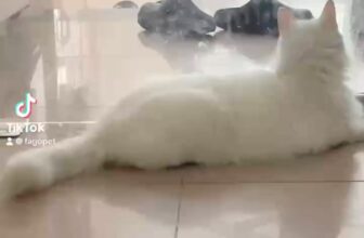 [🆕🇻🇳] Fagopet.vn – Khách Sạn Thú Cưng Tiêu Chuẩn 5 Sao 🐶🦜 Top1Pets 🐱🐠  , shares-0✔️ , likes-0❤️️ , date-🐶🐱🇻🇳🇻🇳🇻🇳📰🆕