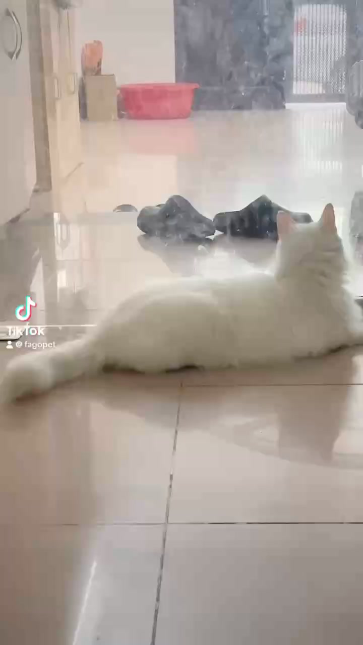 [🆕🇻🇳] Fagopet.vn – Khách Sạn Thú Cưng Tiêu Chuẩn 5 Sao 🐶🦜 Top1Pets 🐱🐠  , shares-0✔️ , likes-0❤️️ , date-🐶🐱🇻🇳🇻🇳🇻🇳📰🆕