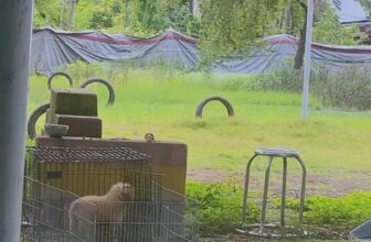 [🆕🇻🇳] Chăm sóc, Huấn Luyện Cún Cưng – Chó Nghiệp Vụ 24h 🐶🦜 Top1Pets 🐱🐠  , shares-0✔️ , likes-0❤️️ , date-2024-08-01 01:36:27🐶🐱🇻🇳🇻🇳🇻🇳📰🆕