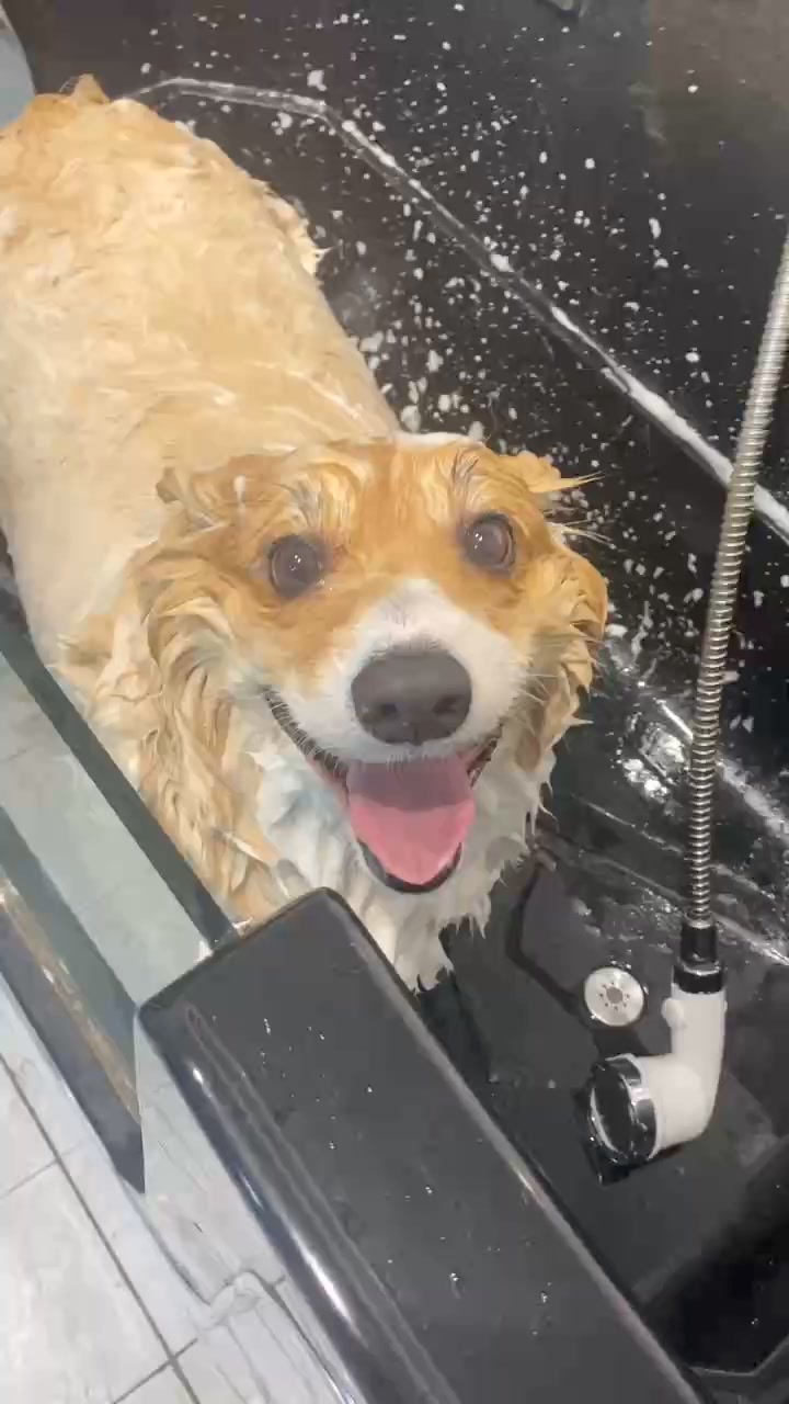 [🆕🇻🇳] Momo’s Petstation – Pets Hotel Grooming Spa & Supplies 🐶🦜 Top1Pets 🐱🐠  Top các cách chữa lành tâm hồn hiệu quả nhất khi Sen stressTop 1: Nhìn những khoảnh khắc siêu đáng iu của mấy Boss cưng khi đi Spa
____________________ , shares-0✔️ , likes-0❤️️ , date-2024-08-23 20:31:43🐶🐱🇻🇳🇻🇳🇻🇳📰🆕