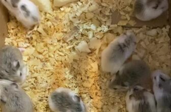 [🆕🇻🇳] Cocapet – Phụ Kiện & Lồng Hamster Hà Nội và Hồ Chí Minh 🐶🦜 Top1Pets 🐱🐠 Những cục bông mới cần tìm bố mẹ nuôi ạ , shares-0✔️ , likes-1❤️️ , date-2024-10-06 23:15:01🐶🐱🇻🇳🇻🇳🇻🇳📰🆕
