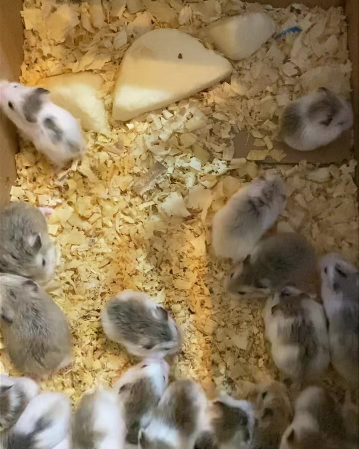 [🆕🇻🇳] Đậu Đỏ petshop 🐶🦜 Top1Pets 🐱🐠  , shares-0✔️ , likes-0❤️️ , date-2024-10-07 02:00:25🐶🐱🇻🇳🇻🇳🇻🇳📰🆕