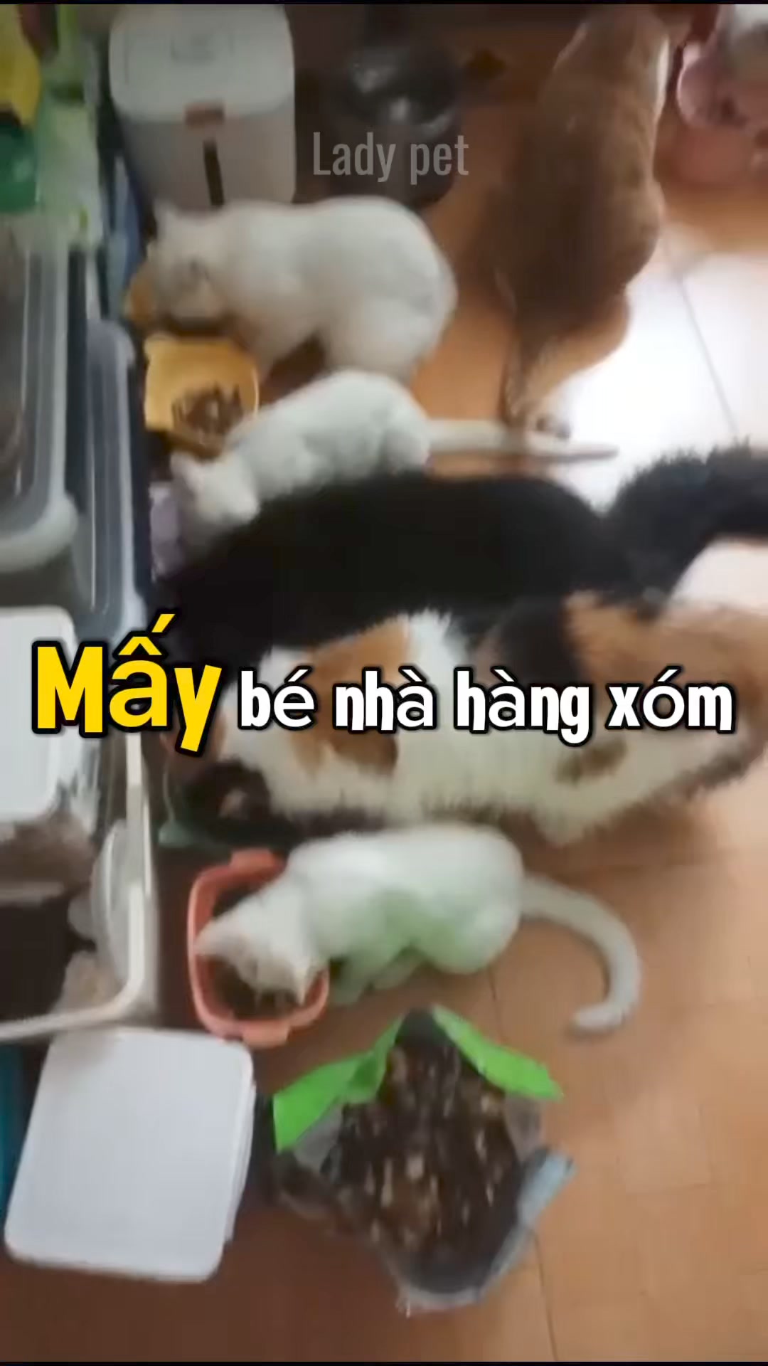 [🆕🇻🇳] Lady Pets Funny 🐶🦜 Top1Pets 🐱🐠 D\u00f2ng h\u1ea1t nhi\u1ec1u topping th\u1ecbt s\u1ea5y m\u00e8o si\u00eau nghi\u1ec1n, \u0103n v\u00e0o m\u00e8o \u00fa nu lu\u00f4n nha                  , shares-1✔️ , likes-29❤️️ , date-2024-10-13 19:58:18🐶🐱🇻🇳🇻🇳🇻🇳📰🆕