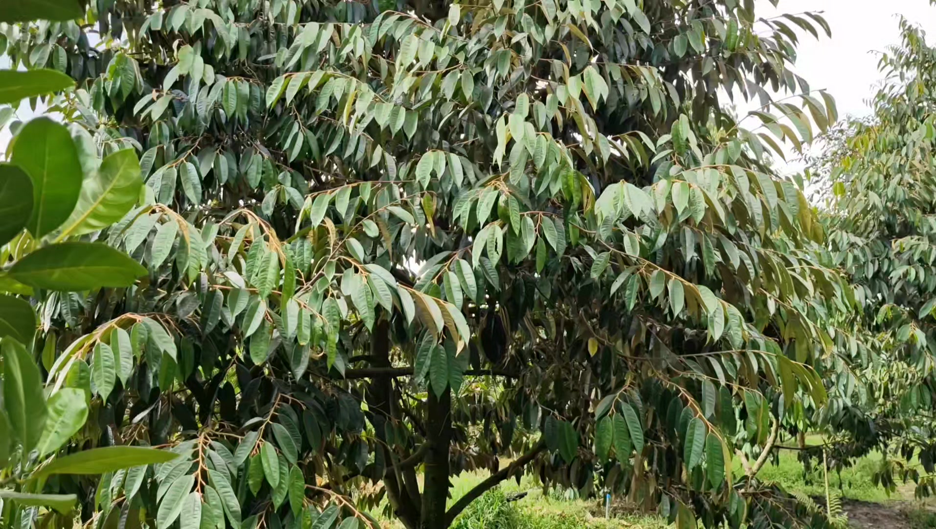 [🆕🇻🇳]  Bo&Bơ’s house – chuyên sách vải, đồ chơi, đồ dùng…2nd tuyển chọn cho Bé 🧑‍🧒❤️️👶⭐️ Sốp đã lặn gần 4 tháng rồi ư, nhanh quá
, shares-0✔️ , likes-12❤️️ , date-2024-11-14 04:59:57🇻🇳🇻🇳🇻🇳📰🆕