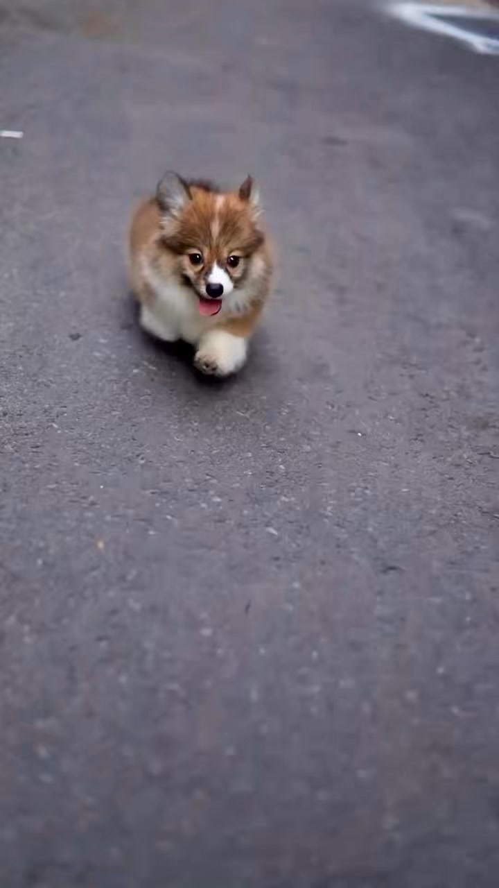 [🆕🇻🇳] Shop cún cưng – Shop chuyên các cún xinh , Corgi , mèo 🐶🦜 Top1Pets 🐱🐠  , shares-0✔️ , likes-0❤️️ , date-🐶🐱🇻🇳🇻🇳🇻🇳📰🆕