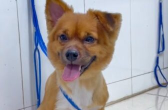 [🆕🇻🇳] Phòng khám Thú Y Vĩnh Phúc 🐶🦜 Top1Pets 🐱🐠  , shares-0✔️ , likes-0❤️️ , date-🐶🐱🇻🇳🇻🇳🇻🇳📰🆕
