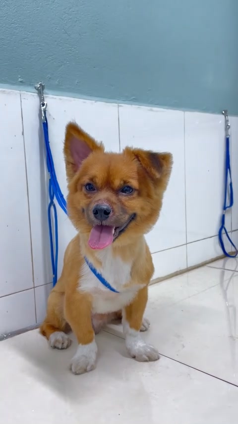 [🆕🇻🇳] Phòng khám Thú Y Vĩnh Phúc 🐶🦜 Top1Pets 🐱🐠  , shares-0✔️ , likes-0❤️️ , date-🐶🐱🇻🇳🇻🇳🇻🇳📰🆕