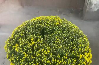 [🆕🇻🇳]  Yến Yến Kids – Mặc theo phong cách của bé ! 🧑‍🧒❤️️👶⭐️  , shares-0✔️ , likes-0❤️️ , date-🇻🇳🇻🇳🇻🇳📰🆕