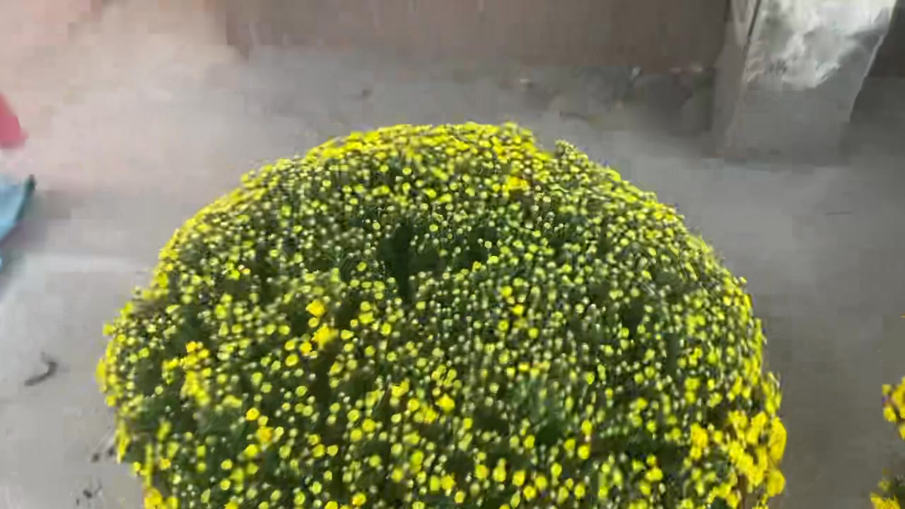 [🆕🇻🇳]  Yến Yến Kids – Mặc theo phong cách của bé ! 🧑‍🧒❤️️👶⭐️  , shares-0✔️ , likes-0❤️️ , date-🇻🇳🇻🇳🇻🇳📰🆕