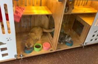 [🆕🇻🇳] TuNa Pet – Tiệm làm đẹp thú cưng 🐶🦜 Top1Pets 🐱🐠 \ud83c\udf38\ud83c\udf38\ud83c\udf38\ud835\udc7b\ud835\udc86\u0302\u0301t\ud83c\udf38\ud83c\udf38\ud83c\udf38\n\ud83d\udc49\u0110\u1ec3 \u0111\u00e1p \u1ee , shares-0✔️ , likes-7❤️️ , date-2025-01-15 22:36:00🐶🐱🇻🇳🇻🇳🇻🇳📰🆕