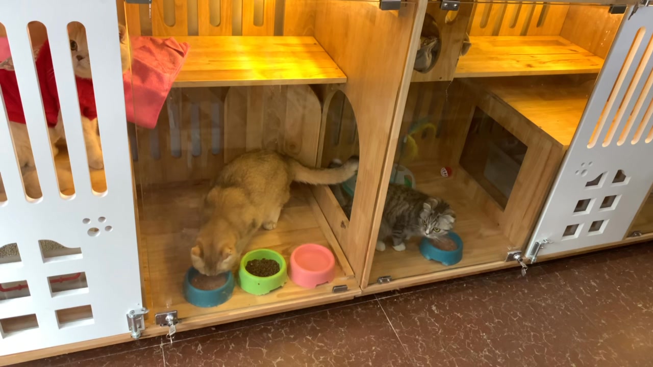 [🆕🇻🇳] Chả Cá Thác Lát Tươi – Chuyên cung cấp sỉ & lẻ chả cá và các mặt hàng tươi chất chất lượng 100% 🍔 Top1Food  🍜 GIẢM SỐC – MIỄN PHÍ SHIP TỪ 2KY
Cá thác lác NẠO 140k/ký NGUYÊN CHẤT
Chả cá Nha Trang 110k/ký loại 1
Giò thủ xào Hà Nội Loại 1 130k/ký
Giò bê Nghệ A , shares-2✔️ , likes-76❤️️ , date-2025-01-15 21:16:27🇻🇳🇻🇳🇻🇳📰🆕