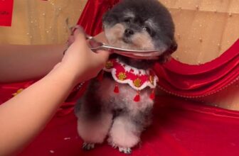 [🆕🇻🇳] Lino Pet – Cắt Tỉa Lông, Làm Đẹp, Chăm Sóc và Phụ Kiện Thú Cưng 🐶🦜 Top1Pets 🐱🐠 #linopet #GroomingPets , shares-0✔️ , likes-0❤️️ , date-2025-01-24 21:54:06🐶🐱🇻🇳🇻🇳🇻🇳📰🆕