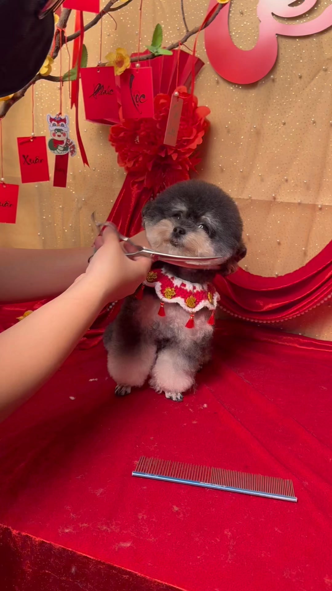 [🆕🇻🇳] Lino Pet – Cắt Tỉa Lông, Làm Đẹp, Chăm Sóc và Phụ Kiện Thú Cưng 🐶🦜 Top1Pets 🐱🐠 #linopet #GroomingPets , shares-0✔️ , likes-0❤️️ , date-2025-01-24 21:54:06🐶🐱🇻🇳🇻🇳🇻🇳📰🆕