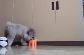 [🆕🇻🇳] Dola Pet – 223 Tô Hiệu Hà Đông 🐶🦜 Top1Pets 🐱🐠 Lý do bị ghét #petshop #petcare #petcung #phukienthucung #chamsocthucung #chomeo , shares-0✔️ , likes-0❤️️ , date-2025-02-11 18:29:03🐶🐱🇻🇳🇻🇳🇻🇳📰🆕