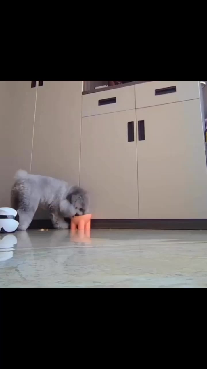 [🆕🇻🇳] Dola Pet – 223 Tô Hiệu Hà Đông 🐶🦜 Top1Pets 🐱🐠 Lý do bị ghét #petshop #petcare #petcung #phukienthucung #chamsocthucung #chomeo , shares-0✔️ , likes-0❤️️ , date-2025-02-11 18:29:03🐶🐱🇻🇳🇻🇳🇻🇳📰🆕