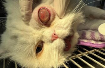 [🆕🇻🇳] Bệnh viện thú y Solpet Trần Khát Chân (522 Trần Khát Chân) 🐶🦜 Top1Pets 🐱🐠 Hình ảnh các bé khi gây mê sẽ như thế nào ?
Liệu các bạn đã thấy ?
, shares-0✔️ , likes-5❤️️ , date-2023-11-28 07:26:09🐶🐱🇻🇳🇻🇳🇻🇳📰🆕