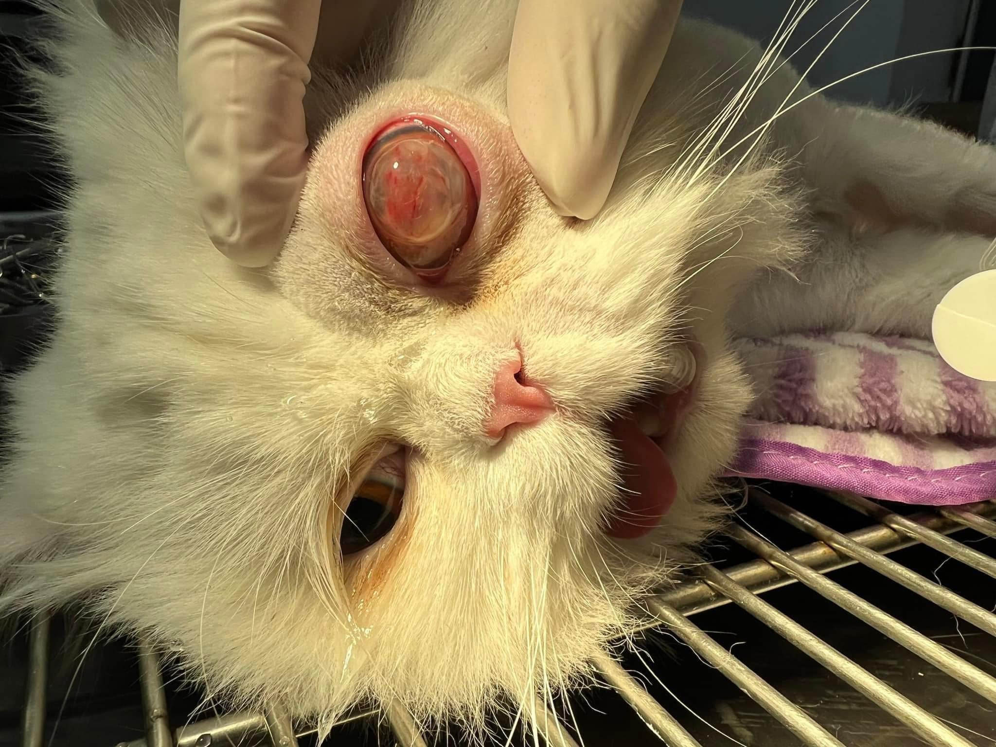 [🆕🇻🇳] Bệnh viện thú y Solpet Trần Khát Chân (522 Trần Khát Chân) 🐶🦜 Top1Pets 🐱🐠 Hình ảnh các bé khi gây mê sẽ như thế nào ?
Liệu các bạn đã thấy ?
, shares-0✔️ , likes-5❤️️ , date-2023-11-28 07:26:09🐶🐱🇻🇳🇻🇳🇻🇳📰🆕