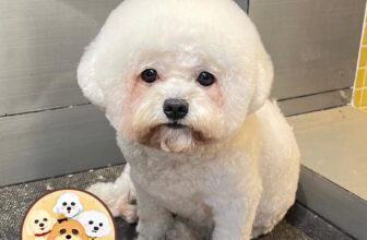 [🆕🇻🇳] KUN PET SHOP_Spa&Hotel cho thú cưng 🐶🦜 Top1Pets 🐱🐠 Ở đây chúng tôi k tác động vật lý chớm mất dại là chúng tôi gọi phụ huynh học sinh lên tự xử lý nhau liền—————————————————
KUN PET Sho , shares-0✔️ , likes-6❤️️ , date-2024-12-26 16:46:33🐶🐱🇻🇳🇻🇳🇻🇳📰🆕