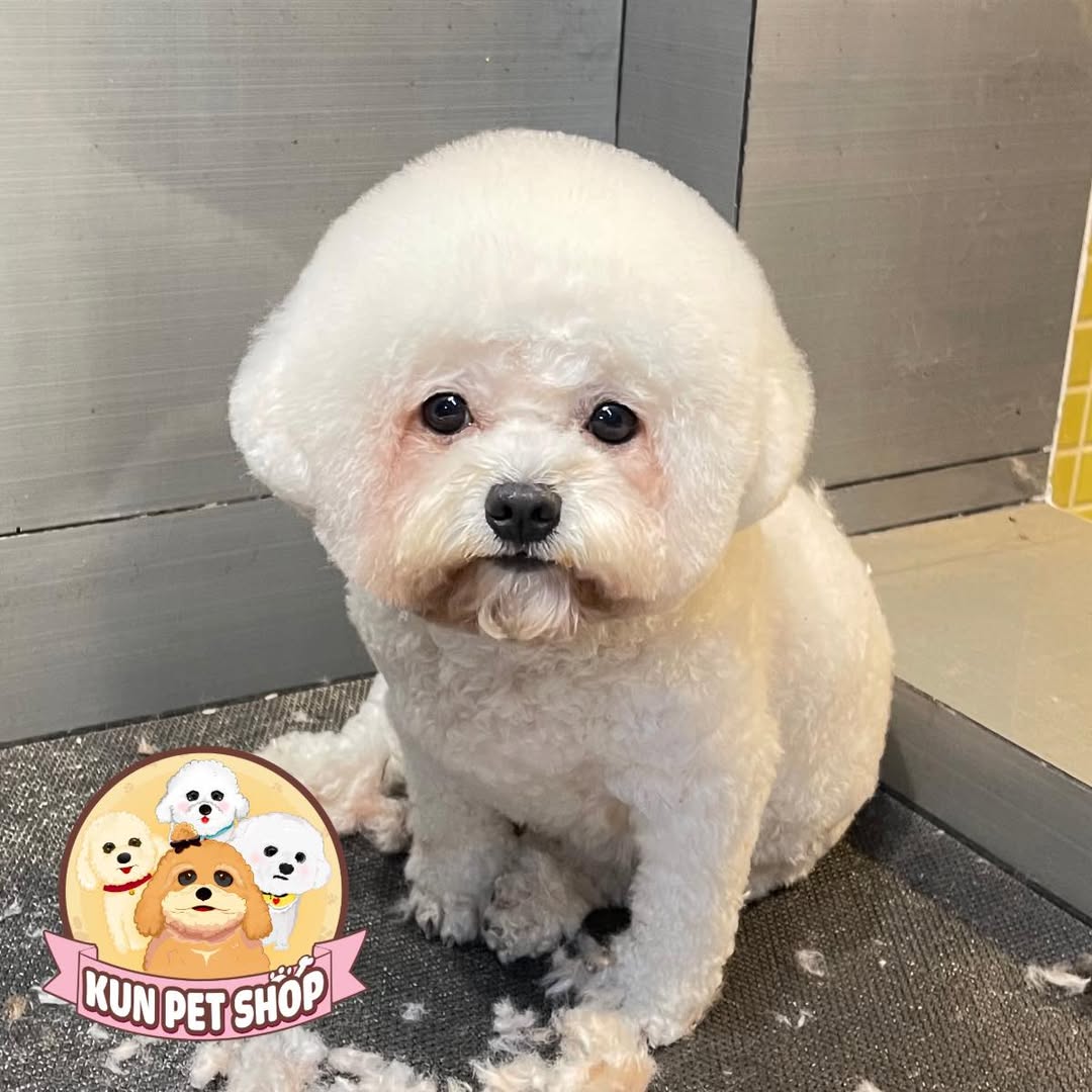 [🆕🇻🇳] KUN PET SHOP_Spa&Hotel cho thú cưng 🐶🦜 Top1Pets 🐱🐠 Ở đây chúng tôi k tác động vật lý chớm mất dại là chúng tôi gọi phụ huynh học sinh lên tự xử lý nhau liền—————————————————
KUN PET Sho , shares-0✔️ , likes-6❤️️ , date-2024-12-26 16:46:33🐶🐱🇻🇳🇻🇳🇻🇳📰🆕