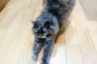 [🆕🇻🇳] Meo Hotel – Khách sạn dành riêng cho mèo, dịch vụ trông giữ mèo uy tín, tận tâm 🐶🦜 Top1Pets 🐱🐠 Tiểu thư Dylan xinh đẹp!
#meohotel #cathotel #khachsanmeo #tronggiumeo #guimeo
, shares-0✔️ , likes-5❤️️ , date-2024-07-26 17:10:31🐶🐱🇻🇳🇻🇳🇻🇳📰🆕