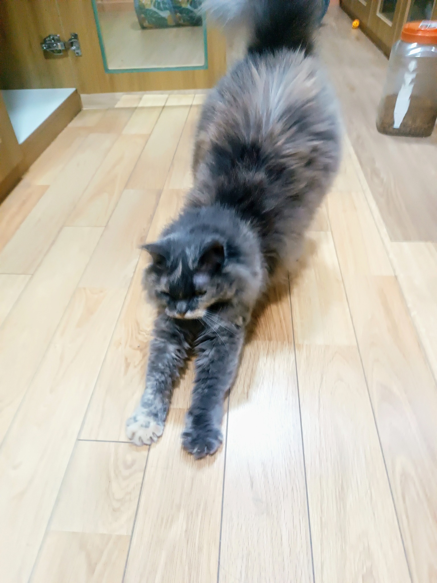 [🆕🇻🇳] Meo Hotel – Khách sạn dành riêng cho mèo, dịch vụ trông giữ mèo uy tín, tận tâm 🐶🦜 Top1Pets 🐱🐠 Tiểu thư Dylan xinh đẹp!
#meohotel #cathotel #khachsanmeo #tronggiumeo #guimeo
, shares-0✔️ , likes-5❤️️ , date-2024-07-26 17:10:31🐶🐱🇻🇳🇻🇳🇻🇳📰🆕