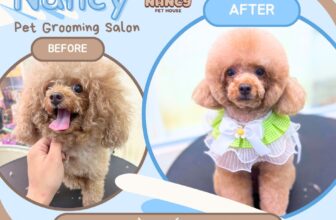 [🆕🇻🇳] Nancy Pet House – Spa Hotel & More 🐶🦜 Top1Pets 🐱🐠 𝐓𝐡𝐮̛́ 𝟒 𝐝𝐮𝐢 𝐝𝐞̉ – 𝐠𝐫𝐨𝐨𝐦𝐢𝐧𝐠 𝐬𝐢𝐮 𝐡𝐚̣𝐭 𝐝𝐞̉
Sen nào đang còn phân vân là nên dẫn bé iu đi spa hay là tự “tông đơ” ẻm tại nhà cho tiết kiệm, thì Nancy luôn có  , shares-0✔️ , likes-1❤️️ , date-2025-02-24 15:00:00🐶🐱🇻🇳🇻🇳🇻🇳📰🆕