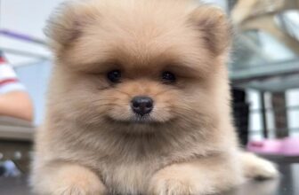 [🆕🇻🇳] Luxury Pets – Thiên đường cún cảnh giá rẻ 🐶🦜 Top1Pets 🐱🐠 sen oii sen ở đâu z senn
, shares-0✔️ , likes-13❤️️ , date-2024-12-07 17:51:57🐶🐱🇻🇳🇻🇳🇻🇳📰🆕