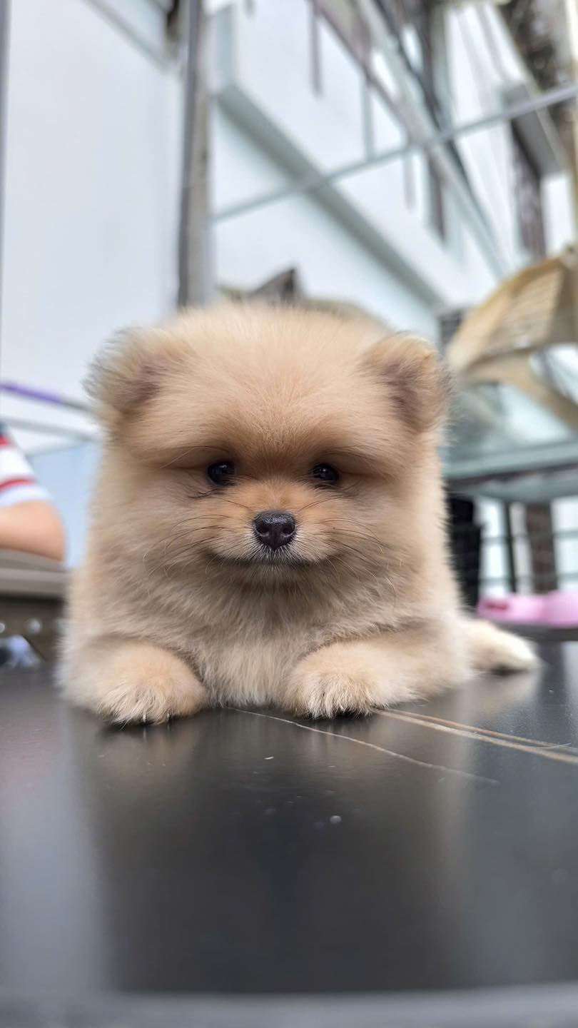 [🆕🇻🇳] Luxury Pets – Thiên đường cún cảnh giá rẻ 🐶🦜 Top1Pets 🐱🐠 sen oii sen ở đâu z senn
, shares-0✔️ , likes-13❤️️ , date-2024-12-07 17:51:57🐶🐱🇻🇳🇻🇳🇻🇳📰🆕