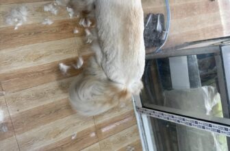 [🆕🇻🇳] ĐẬU PET SHOP 🐶🦜 Top1Pets 🐱🐠 28 thất thủ
E phục vụ xuyên tết ạ
Nhưng lịch đang full khách hẹn trước ace thông cảm
, shares-0✔️ , likes-1❤️️ , date-2025-01-28 00:26:44🐶🐱🇻🇳🇻🇳🇻🇳📰🆕