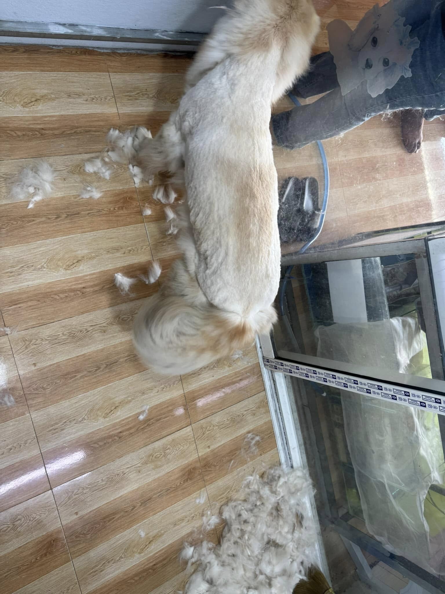 [🆕🇻🇳] KUN PET SHOP_Spa&Hotel cho thú cưng 🐶🦜 Top1Pets 🐱🐠 Chúng em nghỉ lễ rồi nhé ạ! KHÁCH SẠN HOẠT ĐỘNG XUYÊN TẾT mùng 6 âm cửa hàng hoạt động lại bình thường ạ
CHÚC QUÝ KHÁCH HÀNG MỘT NĂM MỚI AN KHANG THỊNH VƯỢ , shares-0✔️ , likes-1❤️️ , date-2025-01-27 23:04:00🐶🐱🇻🇳🇻🇳🇻🇳📰🆕