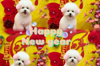 [🆕🇻🇳] Pet’s Home – Siêu Thị Thú Cưng 🐶🦜 Top1Pets 🐱🐠 Thật vui khi Huệ Pet được đồng hành cùng các bạn pet nhỏ 7 năm vừa qua. Và Huệ Pet cũng rất mong nhận được sự ủng hộ của KH dài lâu hơn nữa.
E xin thông b , shares-0✔️ , likes-0❤️️ , date-2025-01-16 03:34:17🐶🐱🇻🇳🇻🇳🇻🇳📰🆕