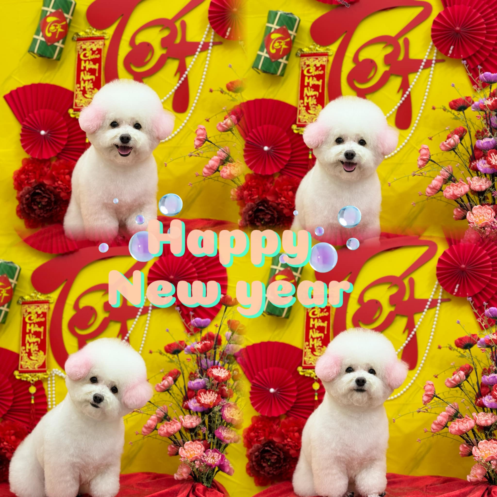 [🆕🇻🇳] Pet’s Home – Siêu Thị Thú Cưng 🐶🦜 Top1Pets 🐱🐠 Thật vui khi Huệ Pet được đồng hành cùng các bạn pet nhỏ 7 năm vừa qua. Và Huệ Pet cũng rất mong nhận được sự ủng hộ của KH dài lâu hơn nữa.
E xin thông b , shares-0✔️ , likes-0❤️️ , date-2025-01-16 03:34:17🐶🐱🇻🇳🇻🇳🇻🇳📰🆕