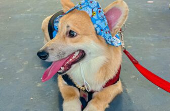 [🆕🇻🇳] BULL BÉO Petshop  🐶🦜 Top1Pets 🐱🐠 Corgi Marathon =)))))#Keny Choáaaaa
, shares-0✔️ , likes-12❤️️ , date-2024-04-21 23:52:52🐶🐱🇻🇳🇻🇳🇻🇳📰🆕