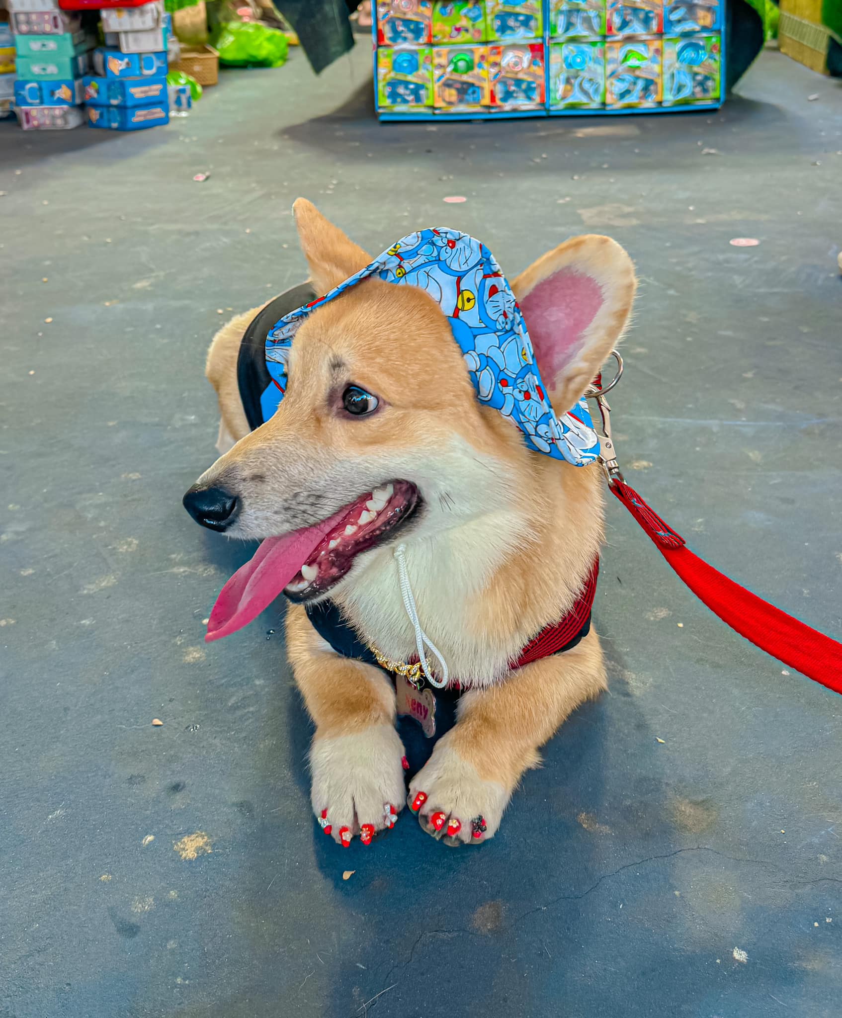[🆕🇻🇳] BULL BÉO Petshop  🐶🦜 Top1Pets 🐱🐠 Corgi Marathon =)))))#Keny Choáaaaa
, shares-0✔️ , likes-12❤️️ , date-2024-04-21 23:52:52🐶🐱🇻🇳🇻🇳🇻🇳📰🆕