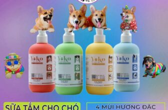 [🆕🇻🇳] BULL BÉO Petshop  🐶🦜 Top1Pets 🐱🐠  Sữa Tắm Dưỡng Lông Cho Chó YOKO 4 Mùi Hương Thơm Tự Nhiên 450ML –  Hàng Chính Hãng
Dung tích: 450ml
Xuất xứ: Việt Nam
Sản phẩm dùng được cho tất cả cá , shares-0✔️ , likes-0❤️️ , date-2024-04-18 13:53:08🐶🐱🇻🇳🇻🇳🇻🇳📰🆕