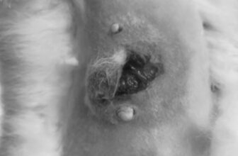 [🆕🇻🇳] Phòng khám thú cảnh & spa MyVet  🐶🦜 Top1Pets 🐱🐠 U vú ở bạn cún 10 tuổi khi bị vỡ và gây nhiễm trùng phải cắt bỏ
, shares-0✔️ , likes-8❤️️ , date-2024-05-03 18:19:22🐶🐱🇻🇳🇻🇳🇻🇳📰🆕