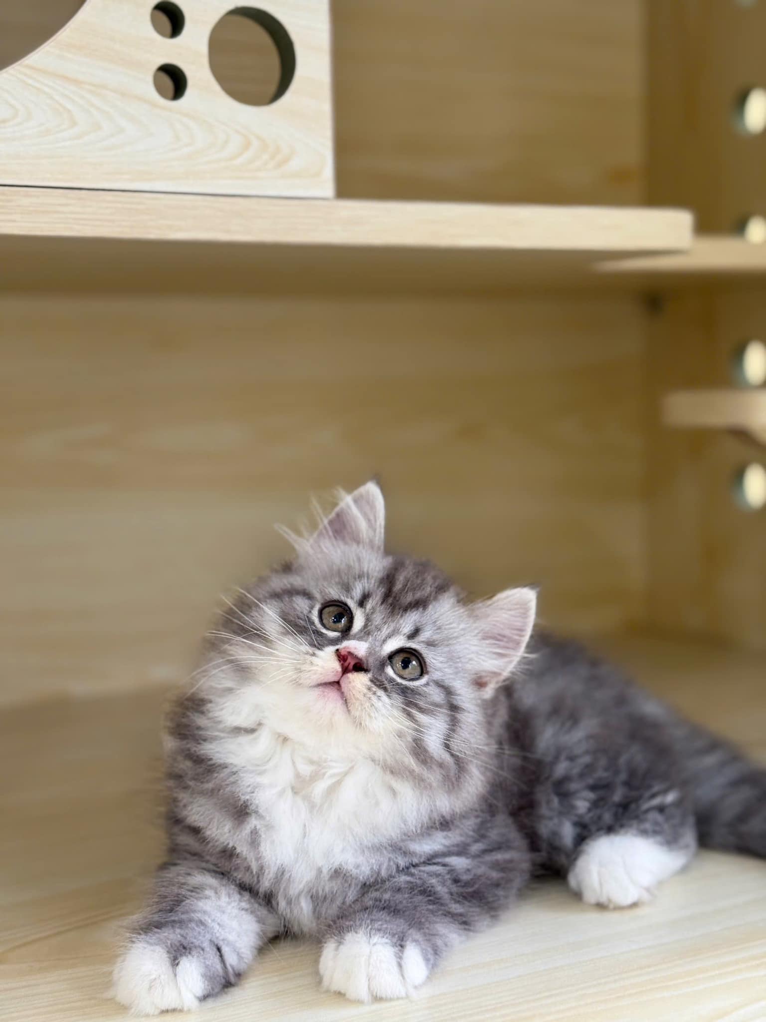 [🆕🇻🇳] Tem Pet 2 – Tiệm mèo anh 🐶🦜 Top1Pets 🐱🐠 Iem ngẩn ngơ
, shares-0✔️ , likes-0❤️️ , date-2025-02-03 16:45:23🐶🐱🇻🇳🇻🇳🇻🇳📰🆕