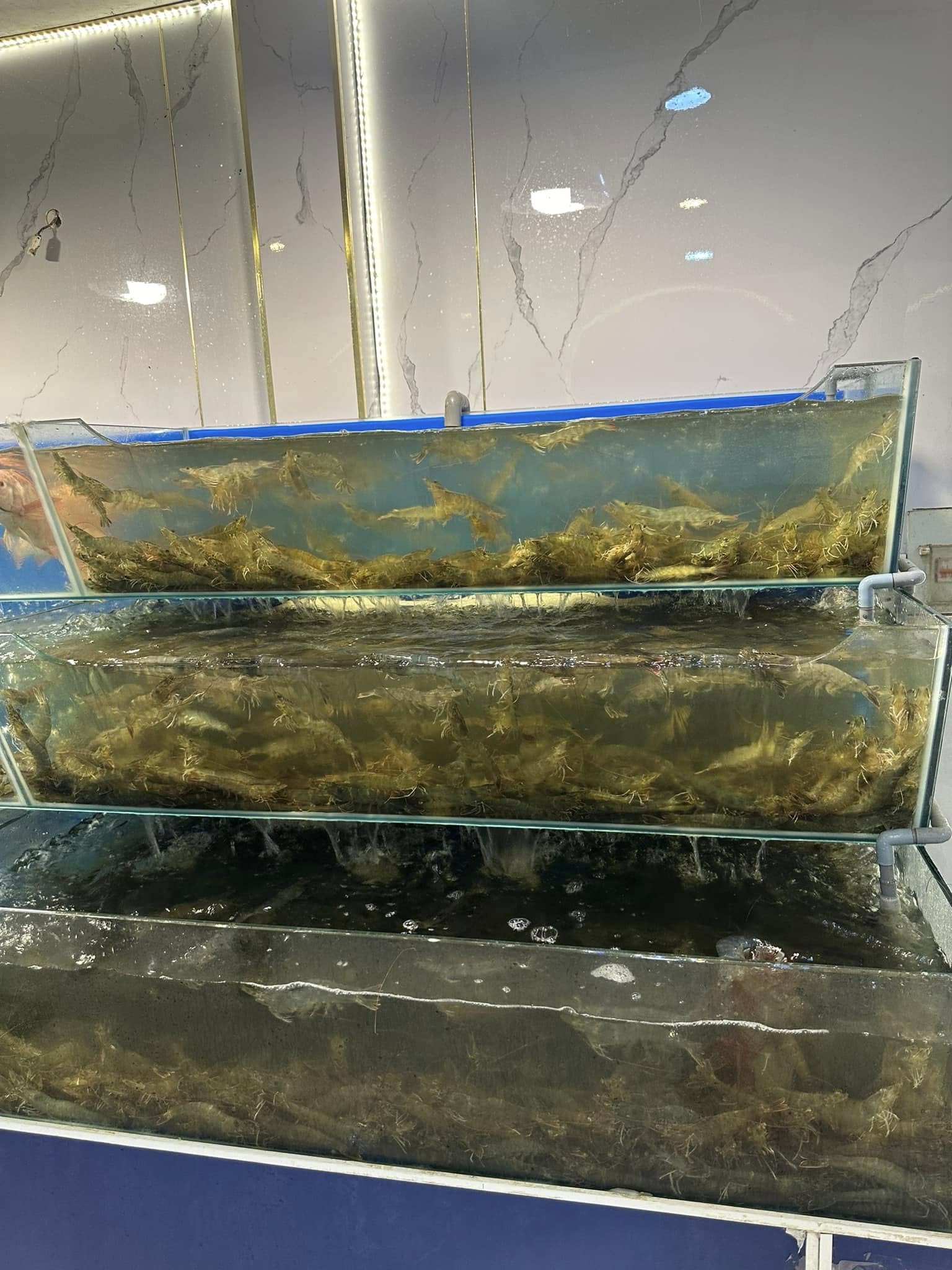 [🆕🇻🇳] Đậu Đỏ petshop 🐶🦜 Top1Pets 🐱🐠 Update mới nhất các bé có sẵn nhé cả nhà ơi
, shares-0✔️ , likes-10❤️️ , date-2024-08-10 03:33:35🐶🐱🇻🇳🇻🇳🇻🇳📰🆕