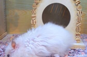 [🆕🇻🇳] Hamster Miền Đất Hứa 🐶🦜 Top1Pets 🐱🐠 HAMSTER VÀ CÁC MÓN ĐỒ CHƠI TỪ GỖ MỘC MẠC !!
SHOP NHẬN GIỮ : HAMSTER, THỎ,BỌ,NHÍM,SÓC ngày lễ
NHẸ NHÀNG KHÁCH YÊU THƯƠNG
.  DỊCH VỤ SPA YÊU THƯƠNG CHO C , shares-0✔️ , likes-0❤️️ , date-2025-03-27 14:58:06🐶🐱🇻🇳🇻🇳🇻🇳📰🆕