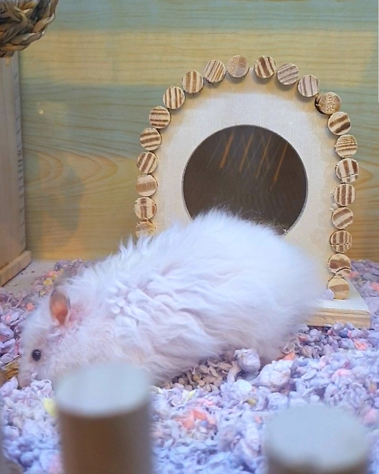 [🆕🇻🇳] Hamster Miền Đất Hứa 🐶🦜 Top1Pets 🐱🐠 HAMSTER VÀ CÁC MÓN ĐỒ CHƠI TỪ GỖ MỘC MẠC !!
SHOP NHẬN GIỮ : HAMSTER, THỎ,BỌ,NHÍM,SÓC ngày lễ
NHẸ NHÀNG KHÁCH YÊU THƯƠNG
.  DỊCH VỤ SPA YÊU THƯƠNG CHO C , shares-0✔️ , likes-0❤️️ , date-2025-03-27 14:58:06🐶🐱🇻🇳🇻🇳🇻🇳📰🆕