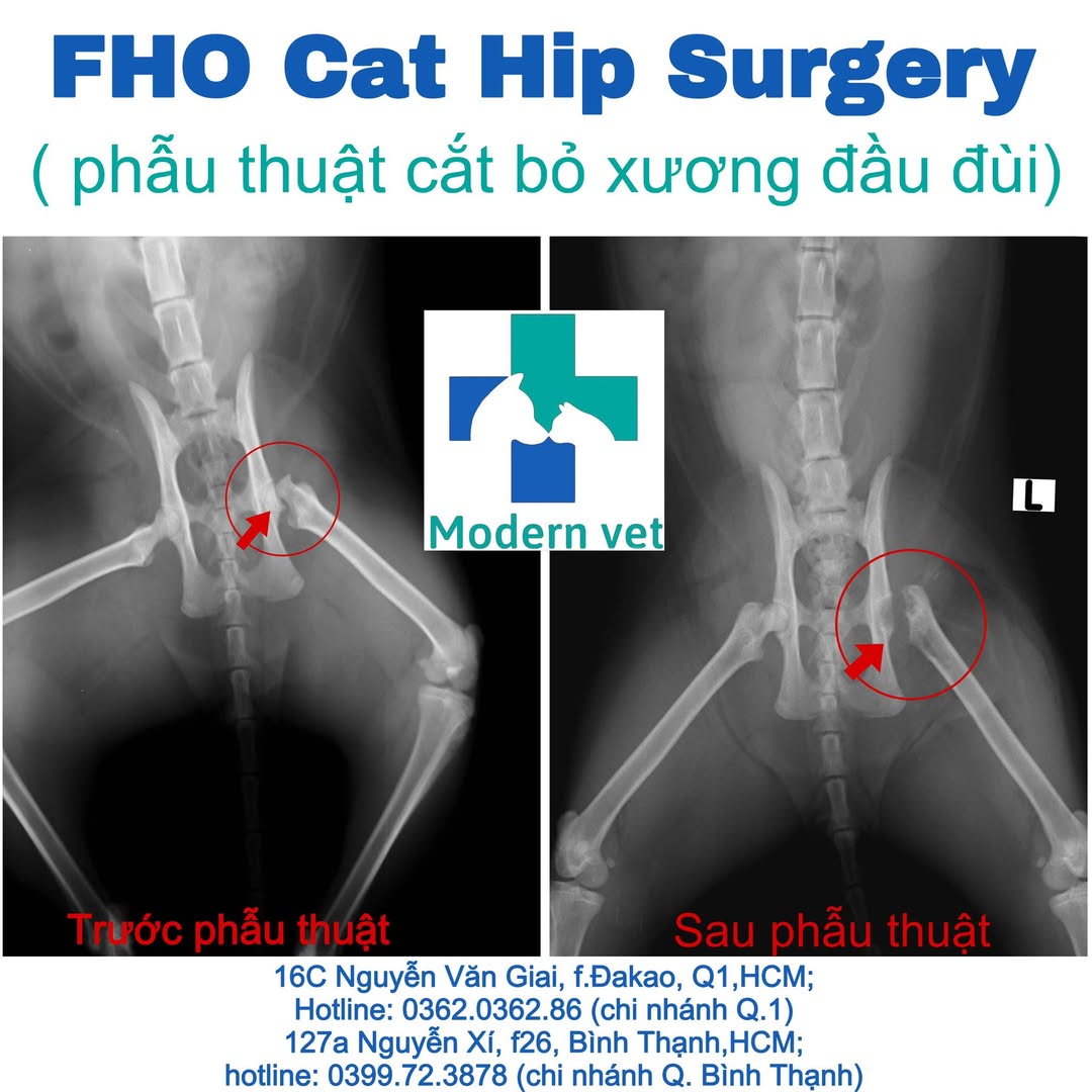 [🆕🇻🇳] Bệnh Viện Thú Y Modern Vet  (Modern Vet Hospital) 🐶🦜 Top1Pets 🐱🐠 FHO Cat Hip SurgeryPhẫu thuật cắt bỏ xương đầu đùi do té chấn thương———————————————-
Sen bận MODERN VET lo, boss ho MO , shares-4✔️ , likes-11❤️️ , date-2025-02-27 04:50:07🐶🐱🇻🇳🇻🇳🇻🇳📰🆕