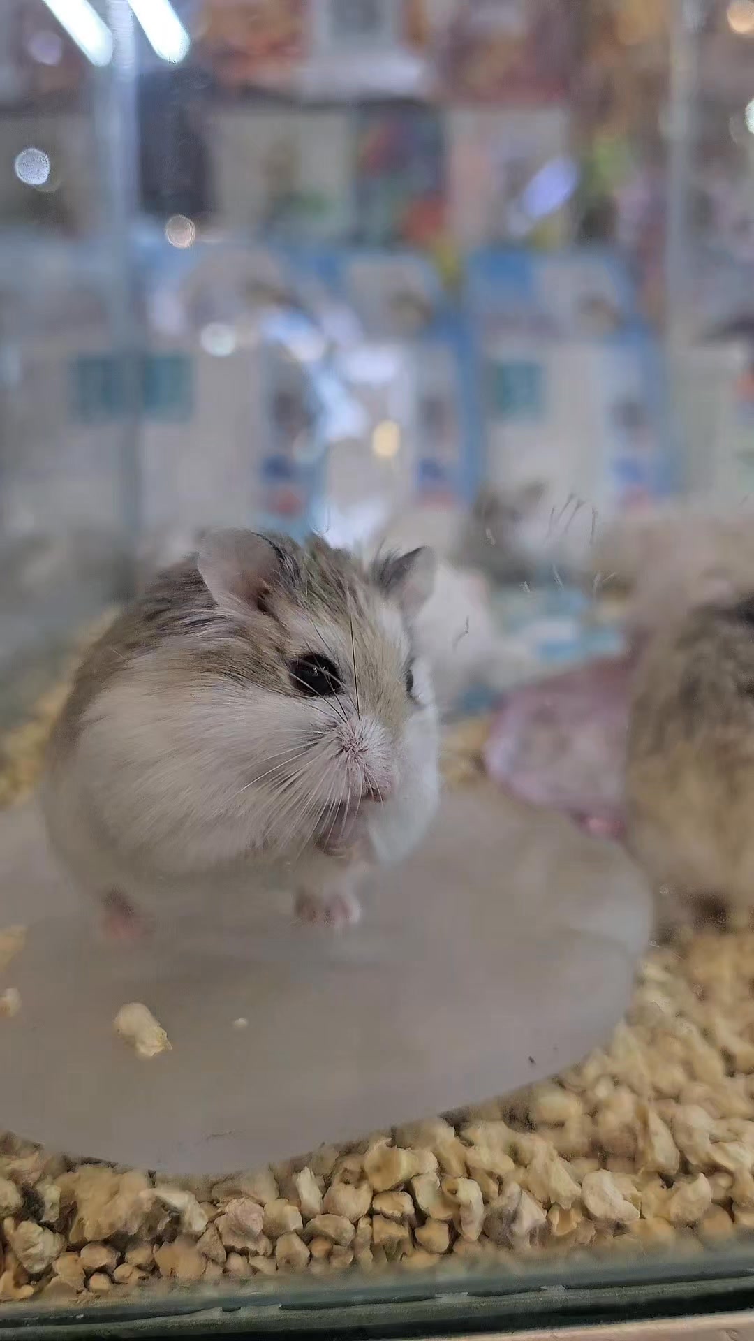 [🆕🇻🇳] Mun Spa & Petshop 🐶🦜 Top1Pets 🐱🐠 Thức Ăn Hạt MRVET T3 Cho Mèo (1kg) – Hỗ Trợ Đường Tiết Niệu, Phù Hợp Mọi Lứa TuổiDành riêng cho các “boss” yêu thương, dòng thức ăn 𝐔𝐫𝐢𝐧𝐚𝐫𝐲 siêu chất lượ , shares-0✔️ , likes-1❤️️ , date-2025-09-05 15:22:39🐶🐱🇻🇳🇻🇳🇻🇳📰🆕